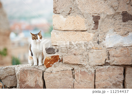 座る 猫 石塀 塀の写真素材 Pixta