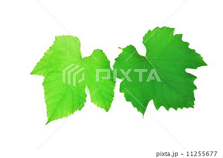 ぶどうの葉 キョホウの葉 デラウェアの葉 葉の写真素材