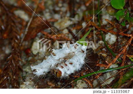 昆虫病原糸状菌 Entomopathogenic fungus JapaneseClass.jp