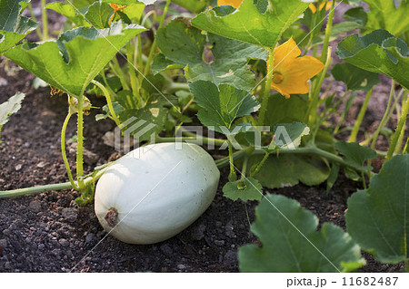 瓜 そうめんかぼちゃ 花 金糸瓜の花の写真素材