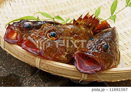 ホゴ 魚の写真素材