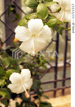 ピンクバタフライ 白花種 フヨウ属の写真素材