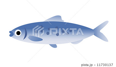 真イワシのイラスト素材
