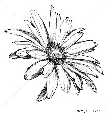 Sketch Marguerite Plant 手描き スケッチ Png アンティーク デッサンのイラスト素材