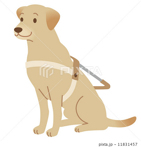 ラブラドールレトリバー 盲導犬 介助犬 犬のイラスト素材