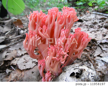 ハナホウキタケ ピンク 毒キノコ 天然きのこの写真素材