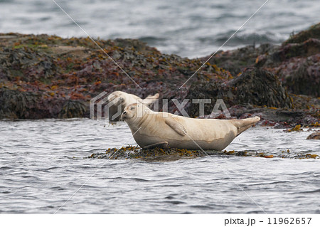 海 アザラシ アイスランド 岩の写真素材