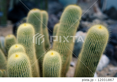 サボテン 砂漠 棒状 植物の写真素材
