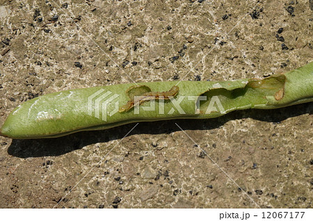 ヨトウ虫 インゲン豆 食害の写真素材