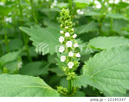 シソの花 大葉 紫蘇の花 小花の写真素材