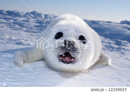 アザラシ タテゴトアザラシ 動物 赤ちゃんの写真素材