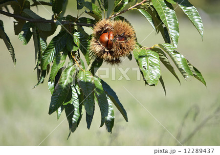ブナ科 栗 実 落葉高木の写真素材 - PIXTA