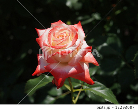 ぼんたさん No の写真素材