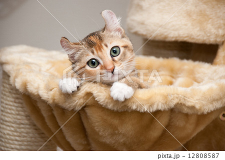 猫 子猫 ねこなべ 猫鍋の写真素材 - PIXTA