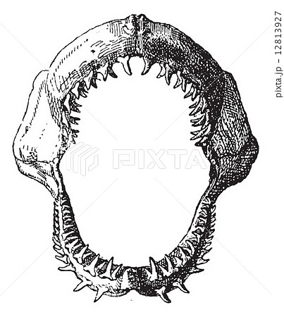 骨格 歯 サメ 鮫のイラスト素材
