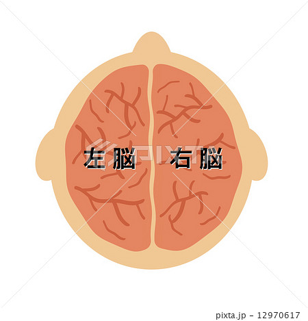 脳 顔 頭頂 断面図のイラスト素材