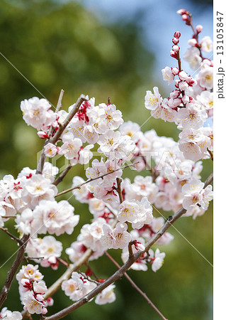 薄緑の梅の花の写真素材 - PIXTA