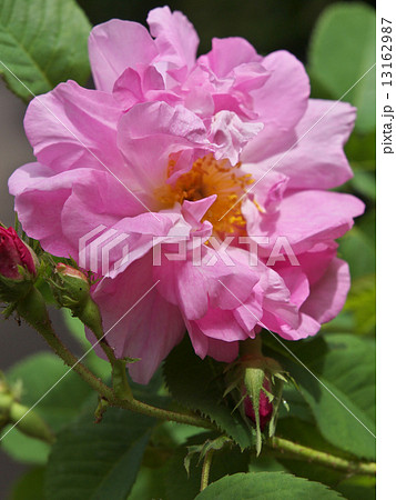 薔薇 アルバローズ アメリア 植物 ピンクの写真素材