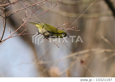 餌 メジロ 漂鳥 鳥の写真素材