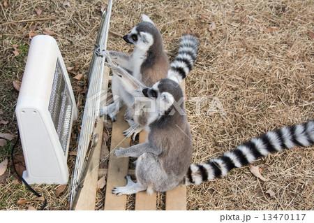 きつね キツネ 狐 灰色の写真素材 - PIXTA