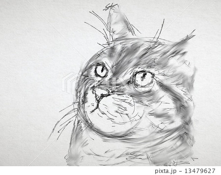 ねこ イラスト ペン画 動物 一匹 顔のイラスト素材