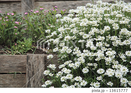 パリの花壇 きれいな花壇 ヨーロッパ フランスの写真素材