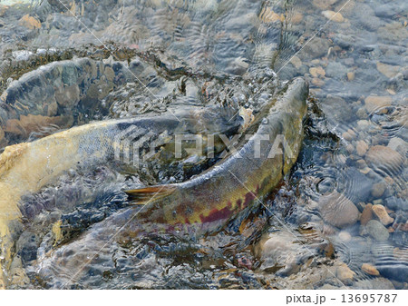鮭の産卵の写真素材