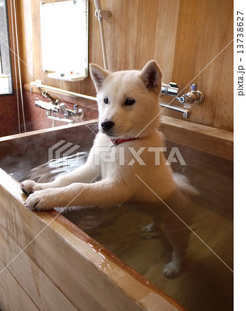 北海道犬の写真素材