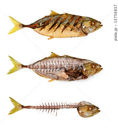 魚 サバ 魚の骨 骨の写真素材