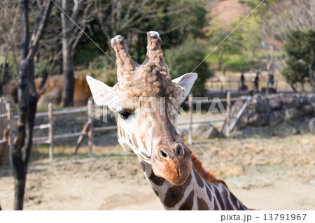 キリン きりん 顔 正面の写真素材