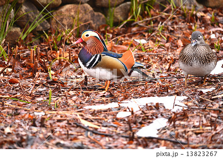 マンダリンダック 雄のおしどり おしどり 鳥の写真素材 - PIXTA