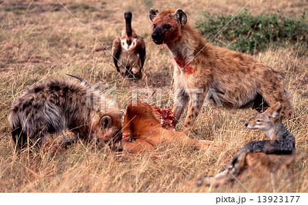 ハイエナ 食事 野生 弱肉強食 動物保護区の写真素材