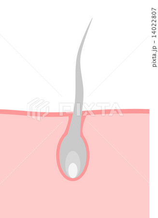 毛 断面 白髪 毛根 頭皮のイラスト素材