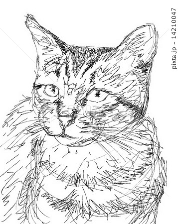 ねこ イラスト ペン画 動物 一匹 顔のイラスト素材