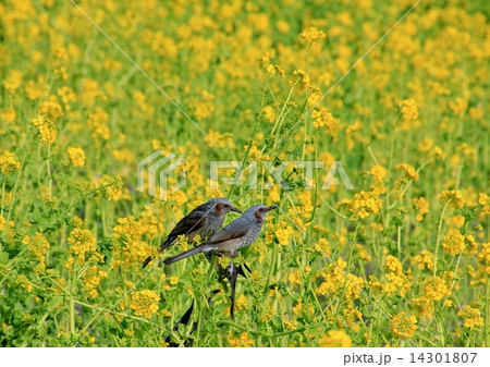 ツムギ 鳥の写真素材