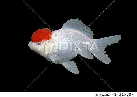 金魚 丹頂 キンギョ 単独の写真素材
