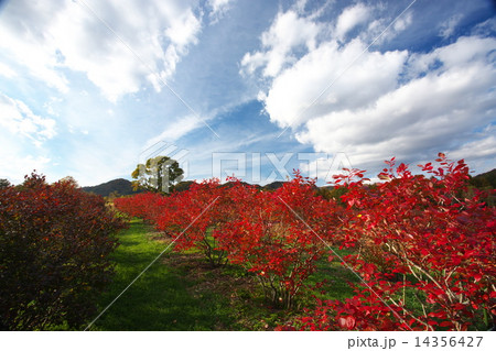 開田高原 紅葉 赤い木と青い空 御嶽山の写真素材
