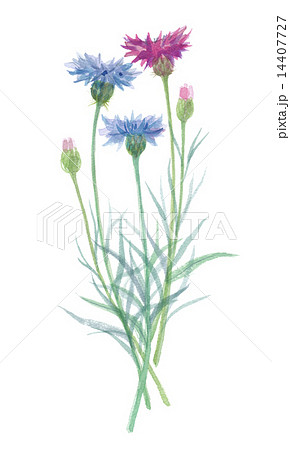 矢車草のイラスト素材