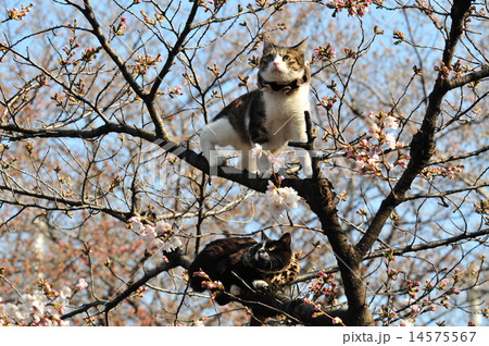 猫 木登り 上野公園 桜の写真素材