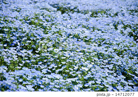 ネモフィラ 花 壁紙 ブルーの写真素材