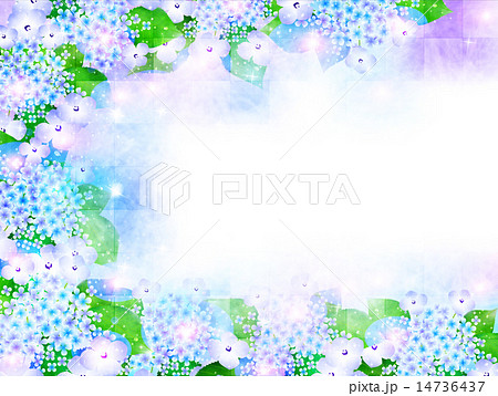 紫陽花 梅雨 花 背景のイラスト素材