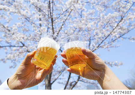 ビール 桜 花見酒 手の写真素材