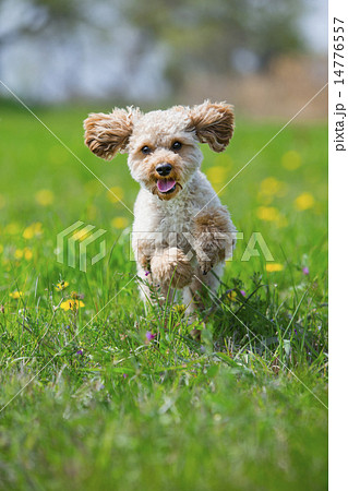 トイプードル 走る 犬 かけるの写真素材