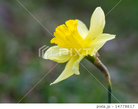 喇叭水仙の写真素材