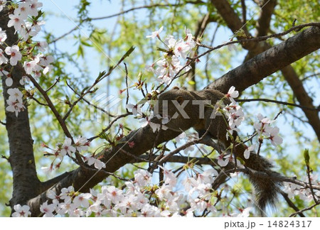 桜の花を食べるリス 鎌倉 の写真素材