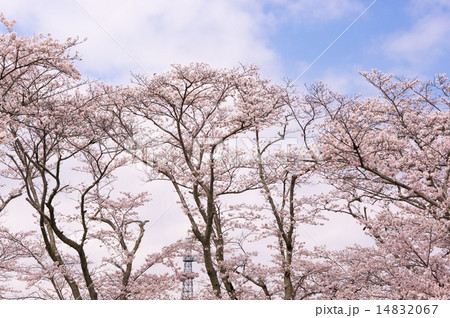 花 公園 日常風景 キレイの写真素材