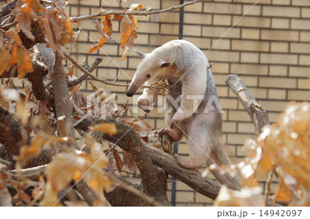 ミナミコアリクイ 木登り 可愛い 動物園の写真素材