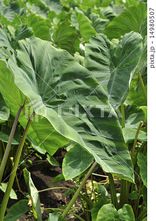 八頭芋 野菜 茎 八頭の写真素材