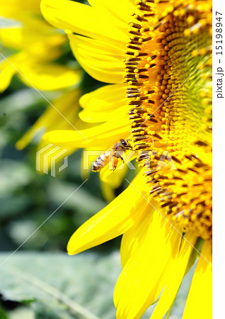 花粉玉の写真素材 花粉玉の写真素材