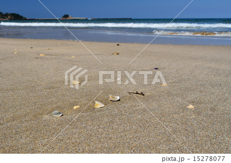 牧谷海水浴場 波打ち際 浦富海岸 貝の写真素材